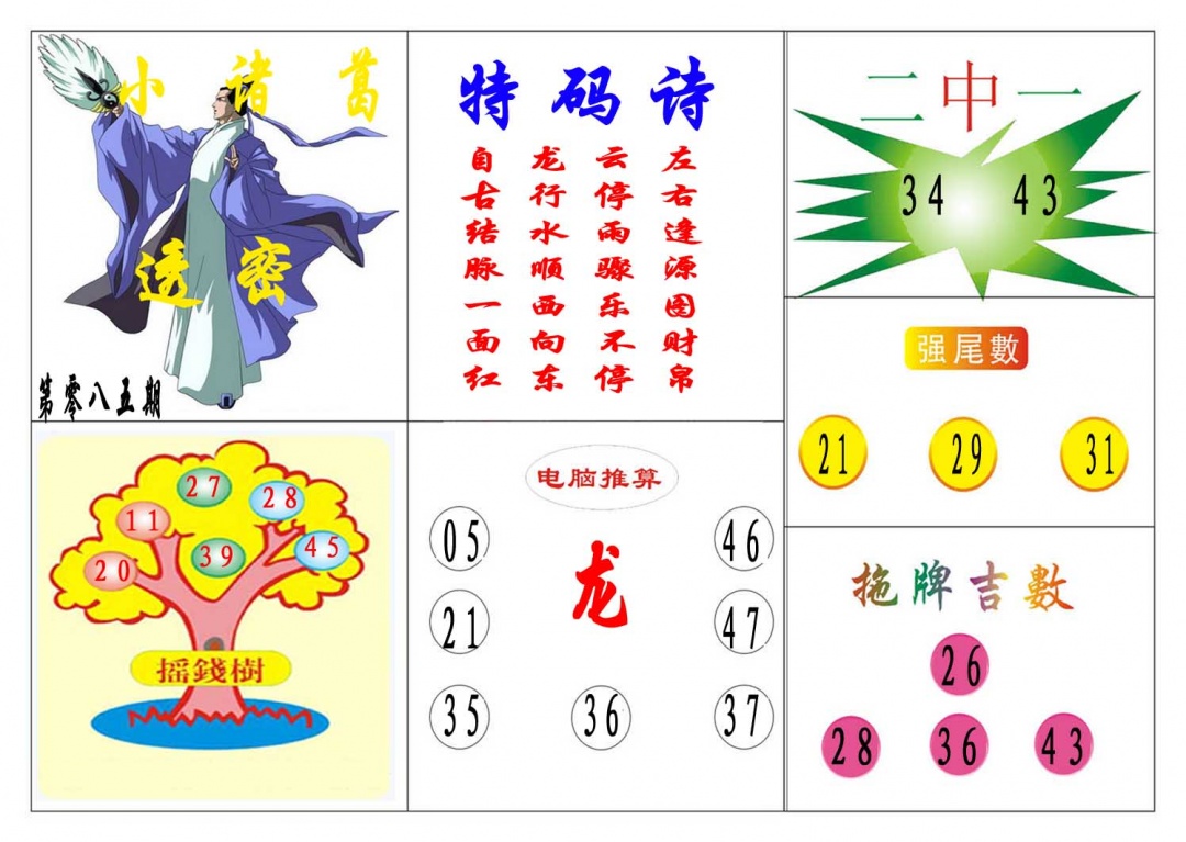 085期小诸葛[图]